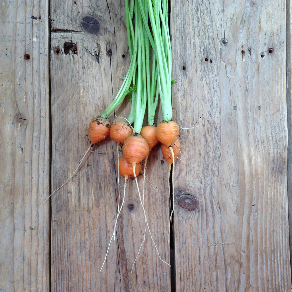 Carrot Paris Market Pflanzensamen