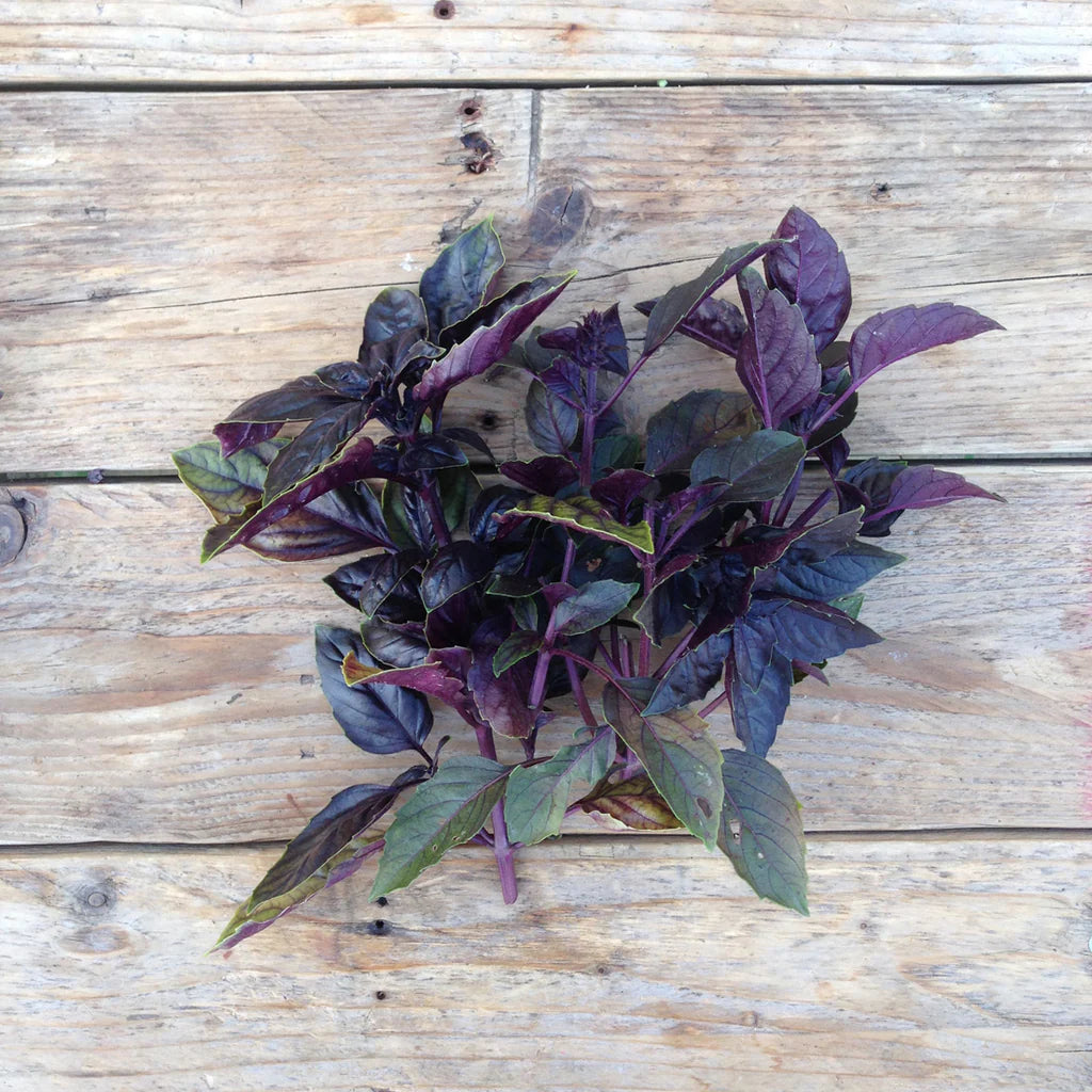 Basil Red Rubin Pflanzensamen