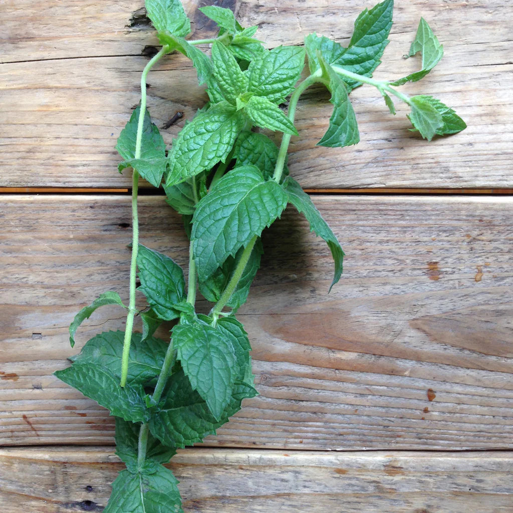 Moroccan Spearmint Pflanzensamen