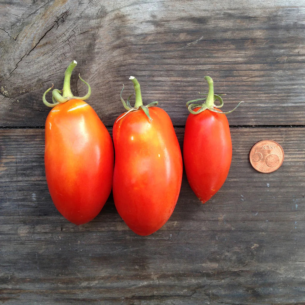 Tomato San Marzano nano Pflanzensamen