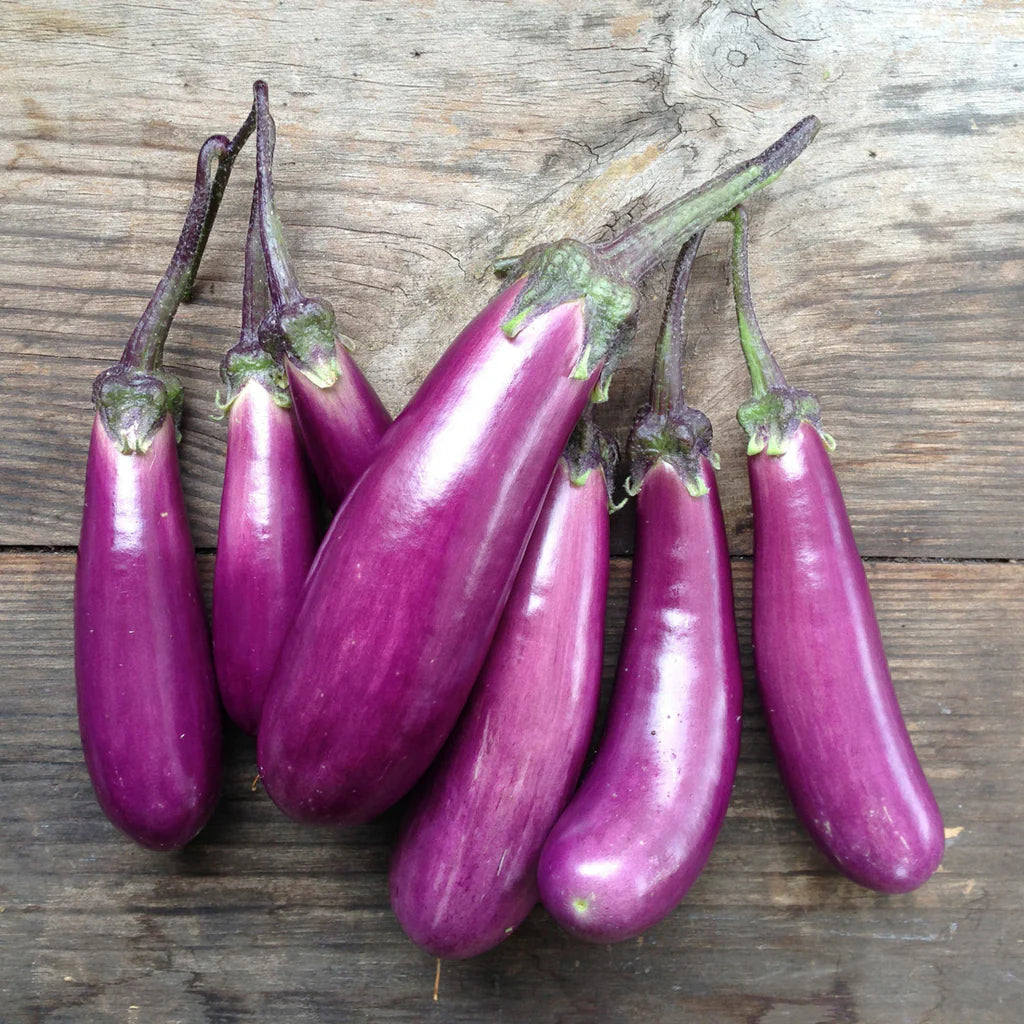 Slim Jim Eggplant Pflanzensamen