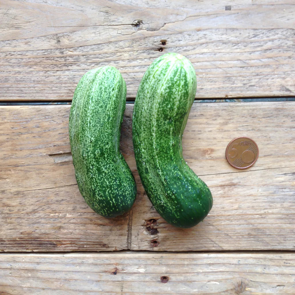 Cucumber Spacemaster Pflanzensamen
