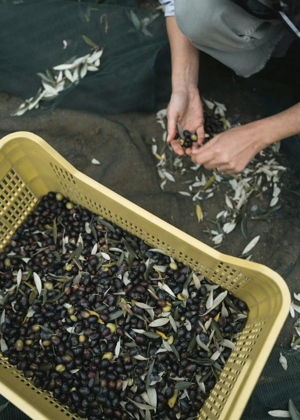 agnó – Extra natives Olivenöl - 250 ml